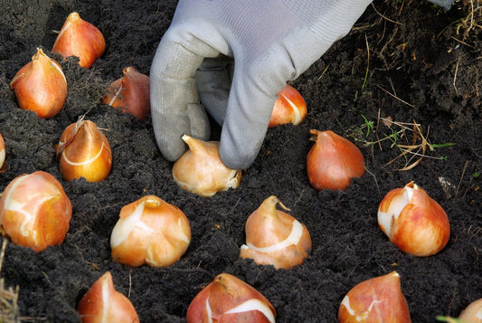 Planting Tulips