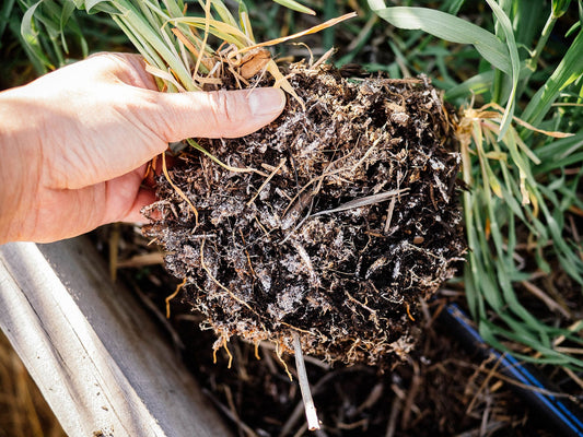 How Do Mycorrhizae Enhance Soil Health?